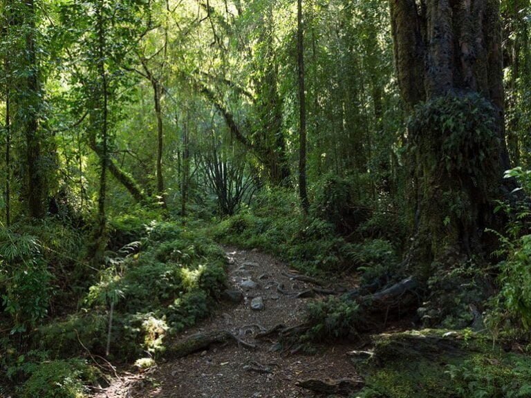Duro revés para la Sociedad Nacional de Agricultura: Corte de Apelaciones respalda dictamen de Contraloría que declara ilegal la tala de bosque nativo
