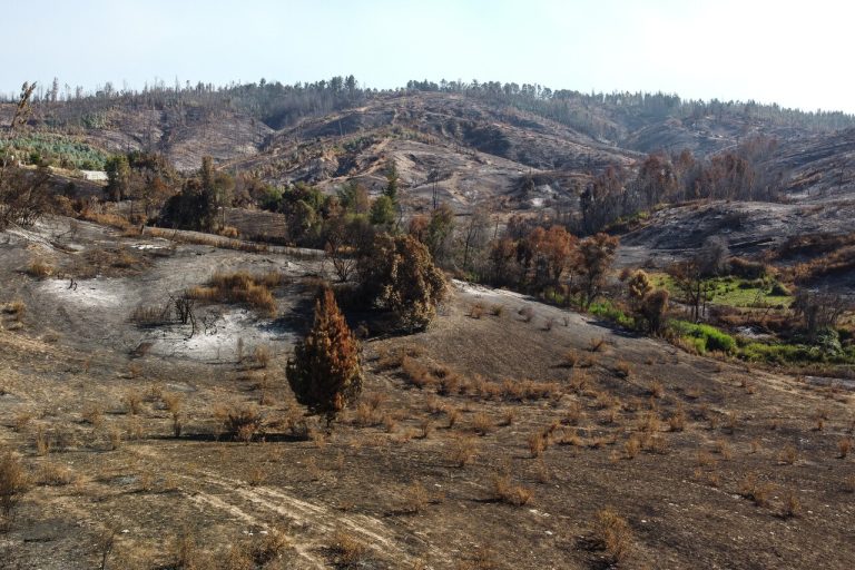 Ecoansiedad: condición psicológica gatillada por la crisis climática